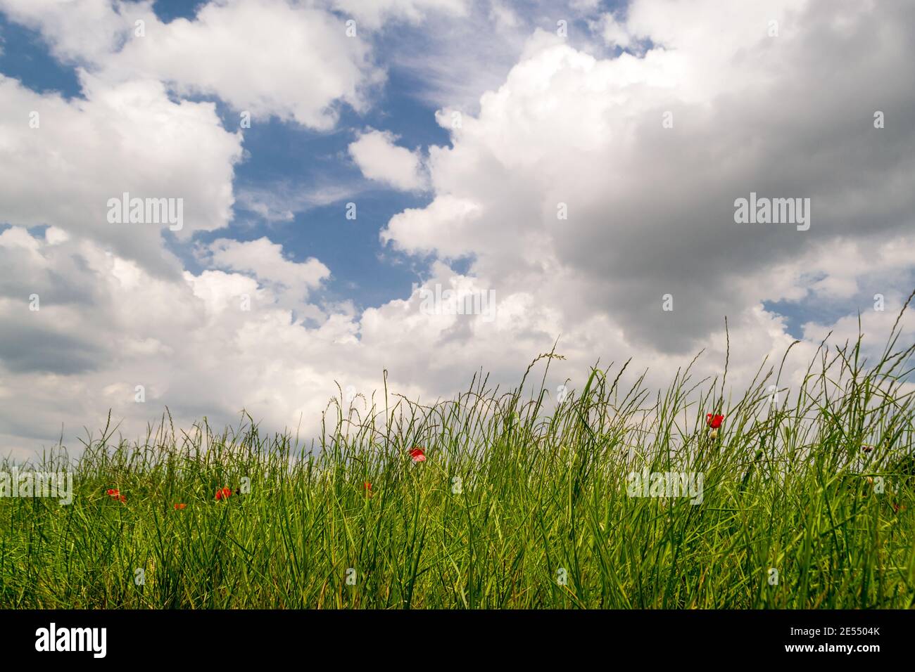 summer spring landscape with green grass and blue sky with white clouds ...