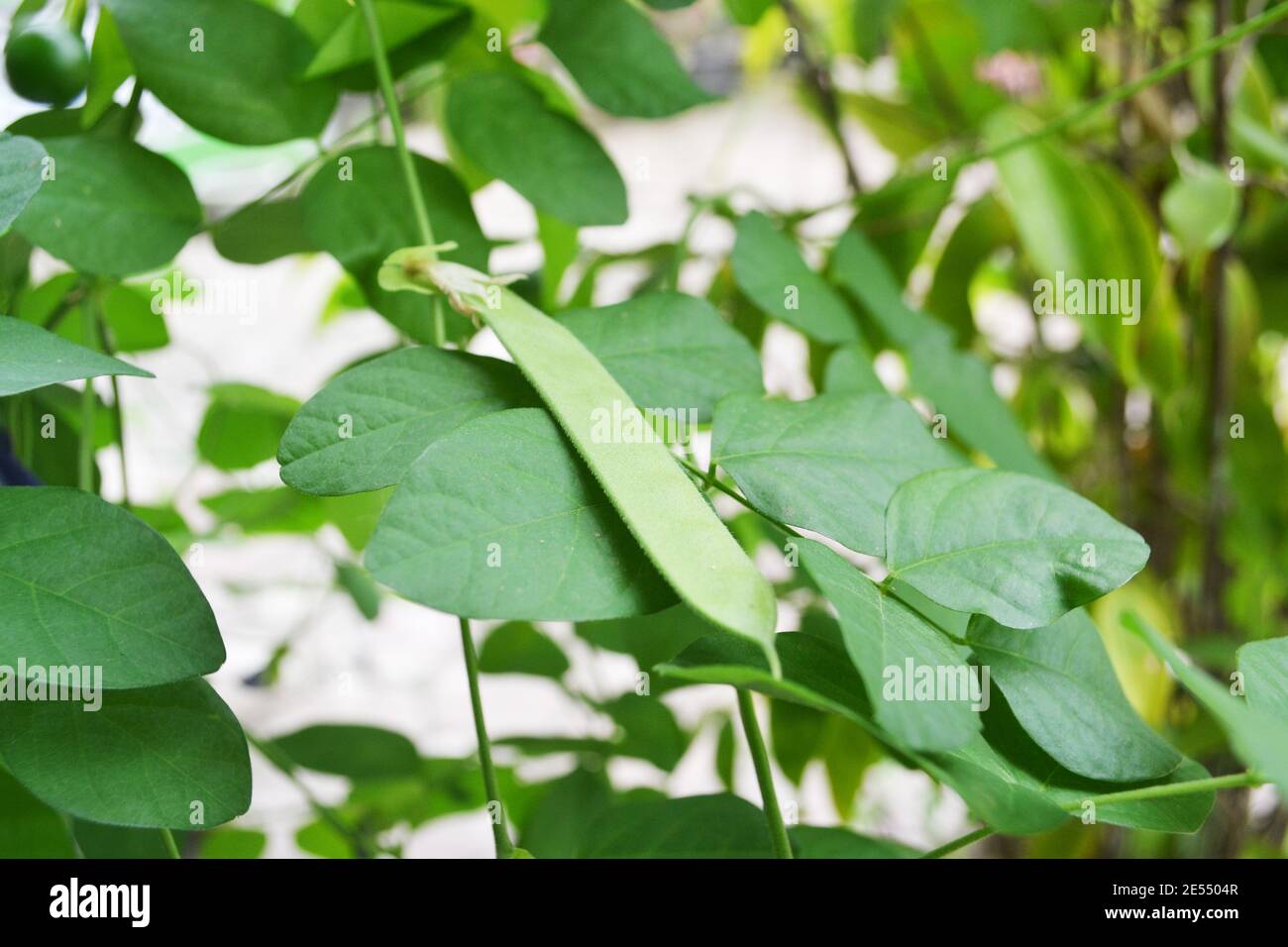 Fresh Green Of Butterfly Pea Seed On The Tree, Flat Pods Are Long With Six To Ten Seeds In Each Pod Stock Photo