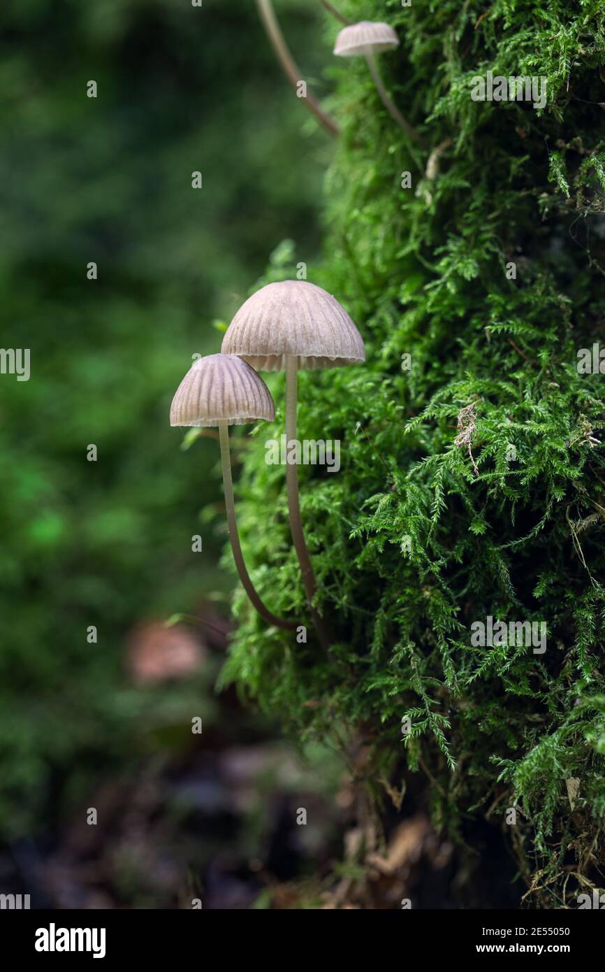 Close up of Bonnet mushrooms growing on a mossy tree in Clanger Woods,  Wiltshire, England, UK Stock Photo - Alamy