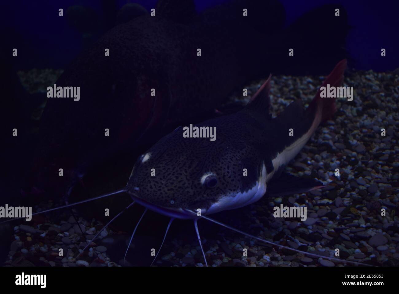 Dangerous cosmpolitan freshwater predator fish Channel catfish