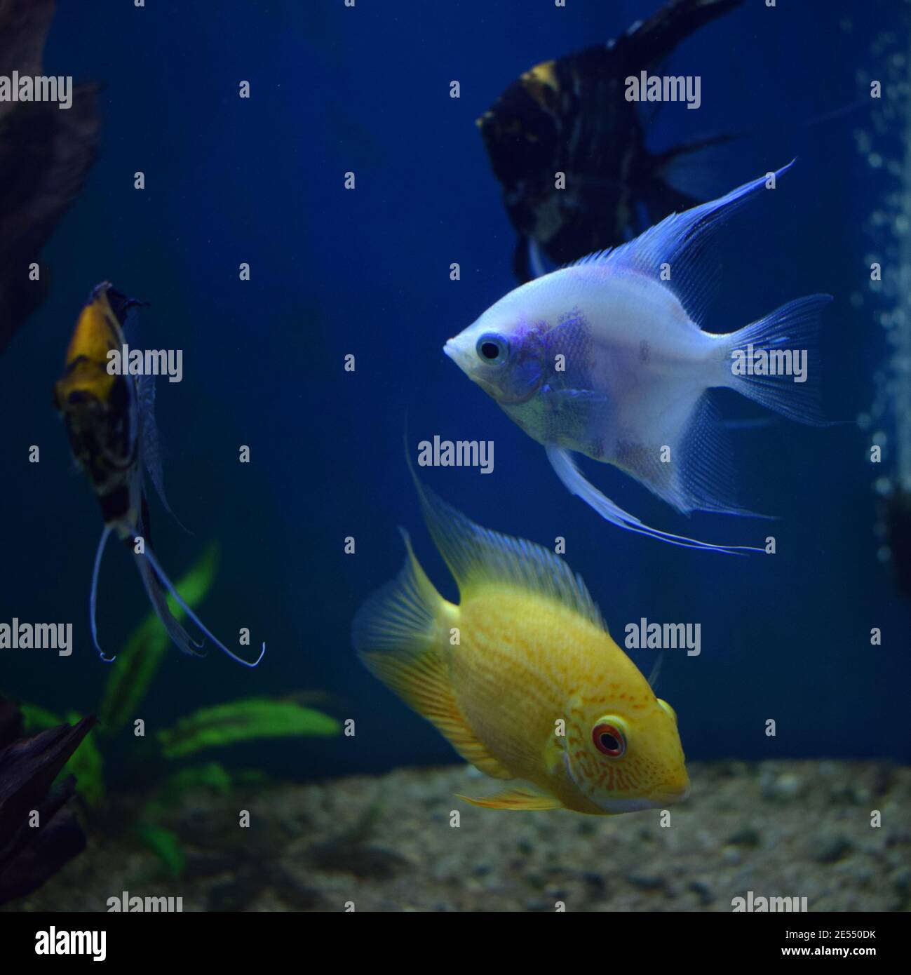 a colorful cichlids fishes (pterophyllum scalare) is swimming underwater in an freshwater aquarium in front of a decorative aquascape and Heros efasci Stock Photo