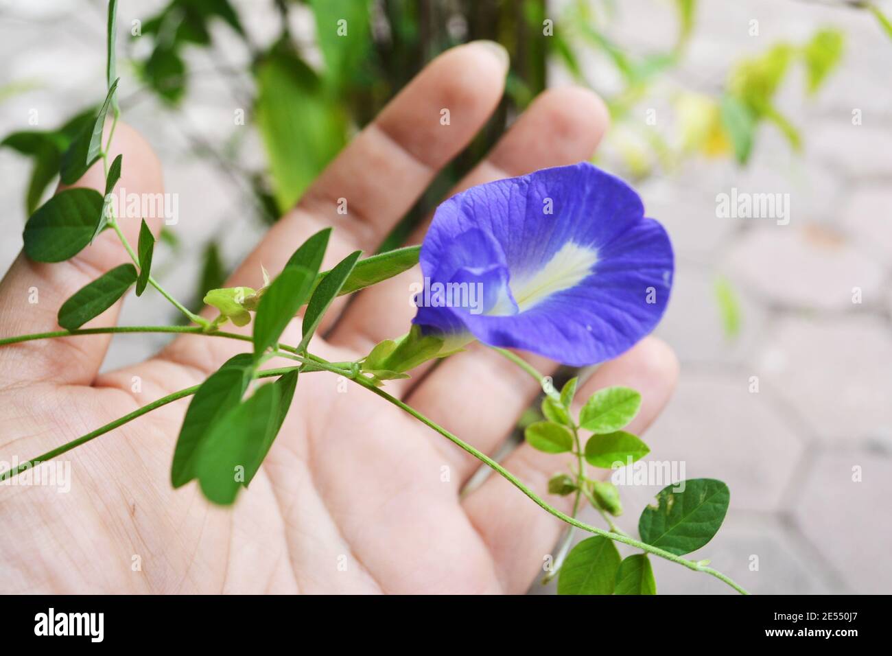 Pea Plant Vine High Resolution Stock Photography And Images Alamy
