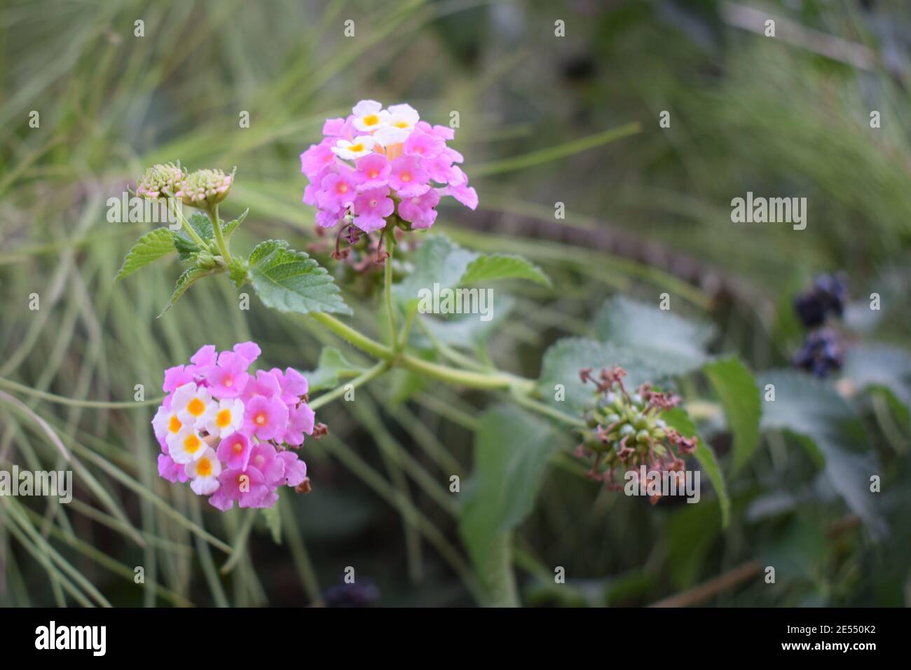 Pink Lantana flowers are species of Verbena, also known as West indian lantana, Yellow sage, Spanish flag, Umbelanterna, it's botanical name is Lantan Stock Photo
