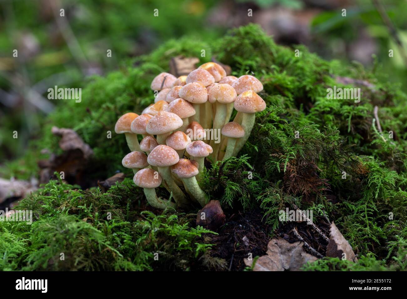 Clump of wild mushrooms / fungi (probably Sulphur Tuft – Hypholoma fasciculare) growing on moss in Clanger Woods Wiltshire, England, UK in October. Stock Photo