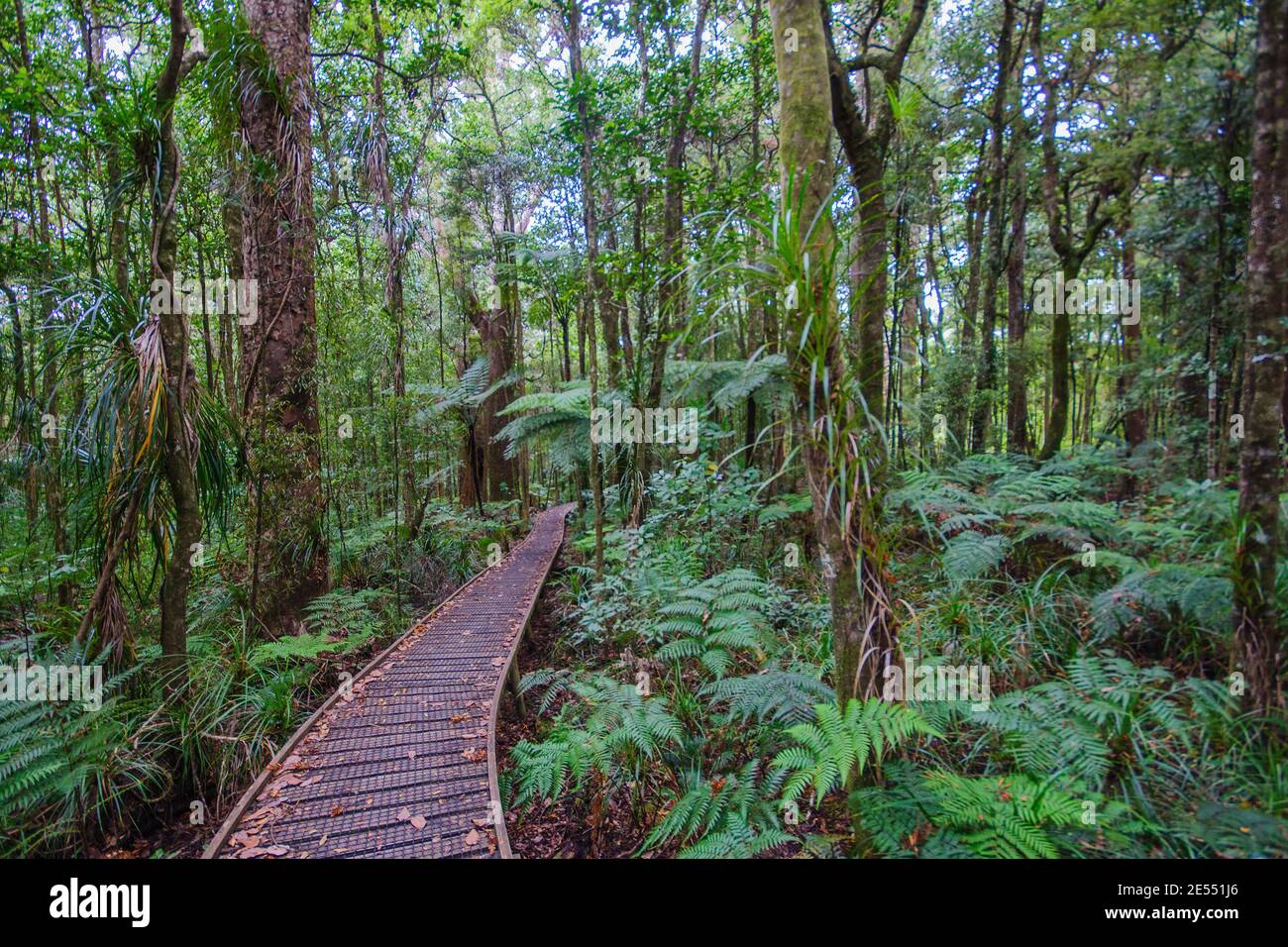 An elevated footpath in the Waipoua Forest of giant kauri (Agathis australis) coniferous trees, in the Northland Region, New Zealand Stock Photo