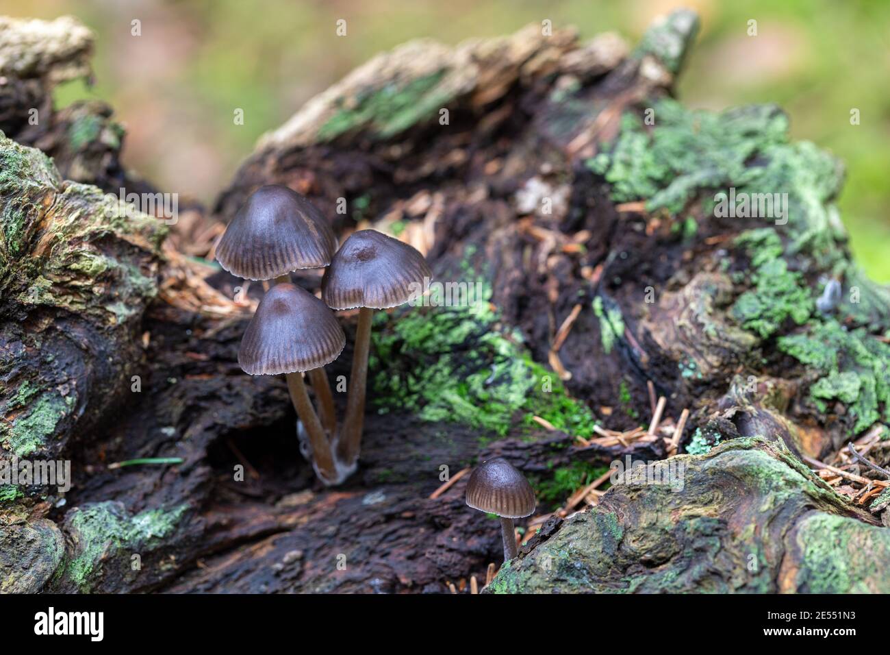 Maybe Mycena leucogala growing on a tree stump in Clanger Wood, Wiltshire in October. England, UK Stock Photo