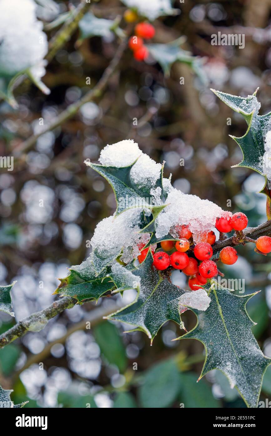 Holly berries snow closeup hi res stock photography and images Alamy