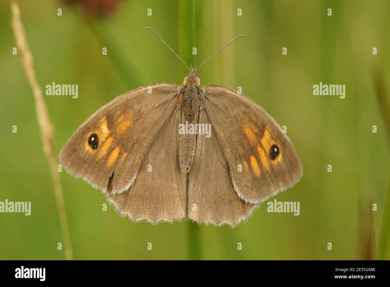 Dorsal close up of the meadown bronw, Maniola jurtina Stock Photo