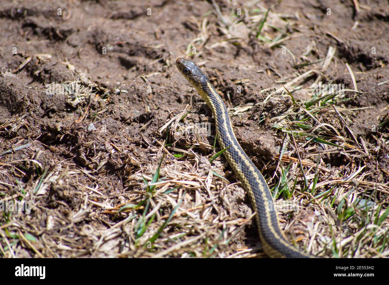 Close up shot from above of a small grass snake exploring the ...