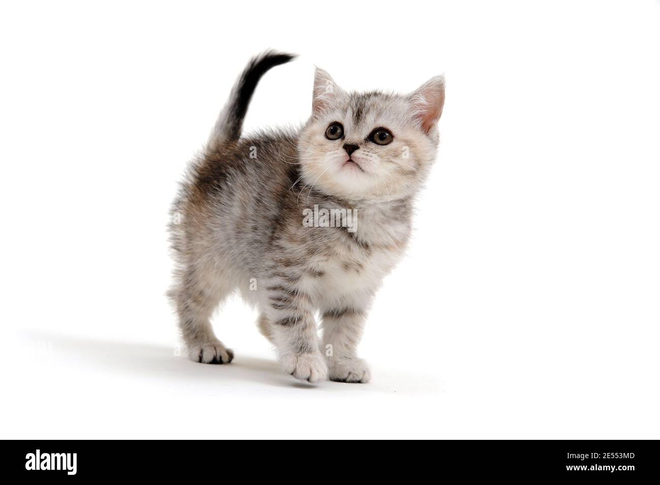 British shorthair cat on a white background Stock Photo