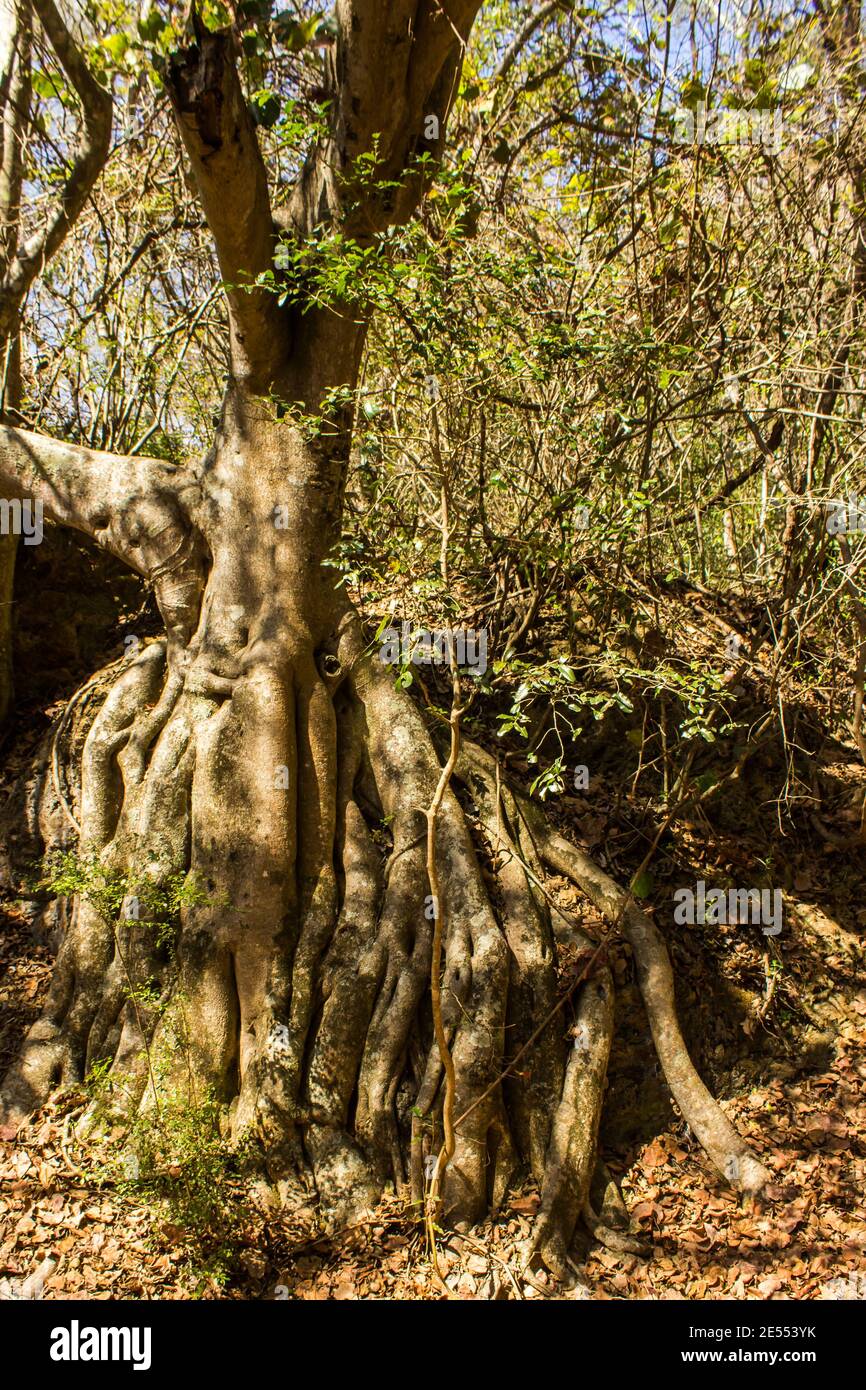 The powerful root system of the Large-leaved rock fig, Ficus abutilifolia, in the forests of the Blyde River Canyon, South Africa Stock Photo