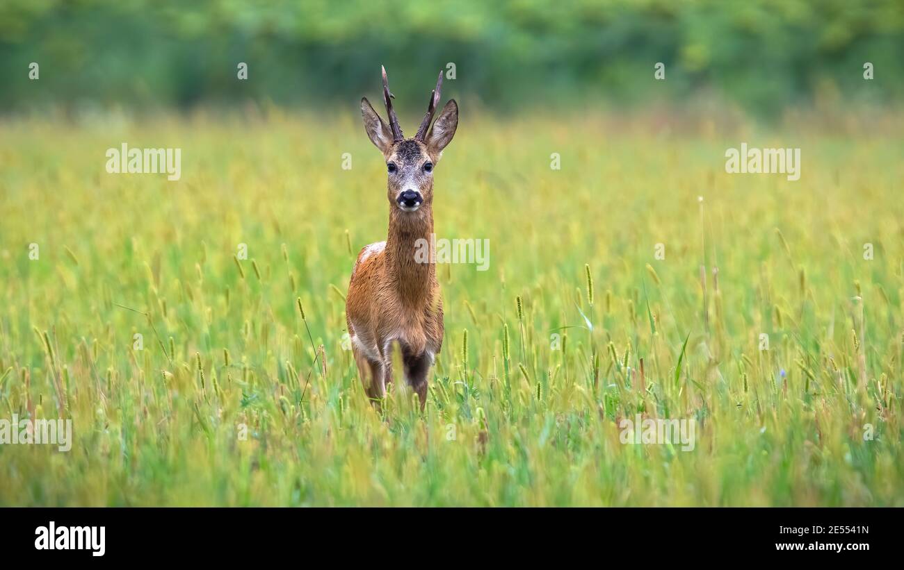 Roe deer looking on lawn in front of sunflowers with copy space Stock Photo