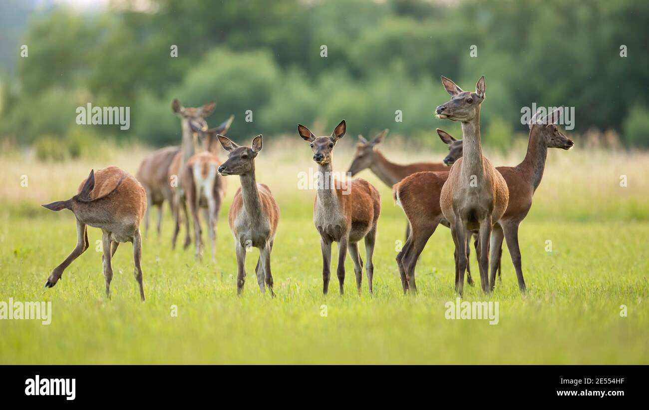 Red deer herd standing on green meadow in spring nature Stock Photo