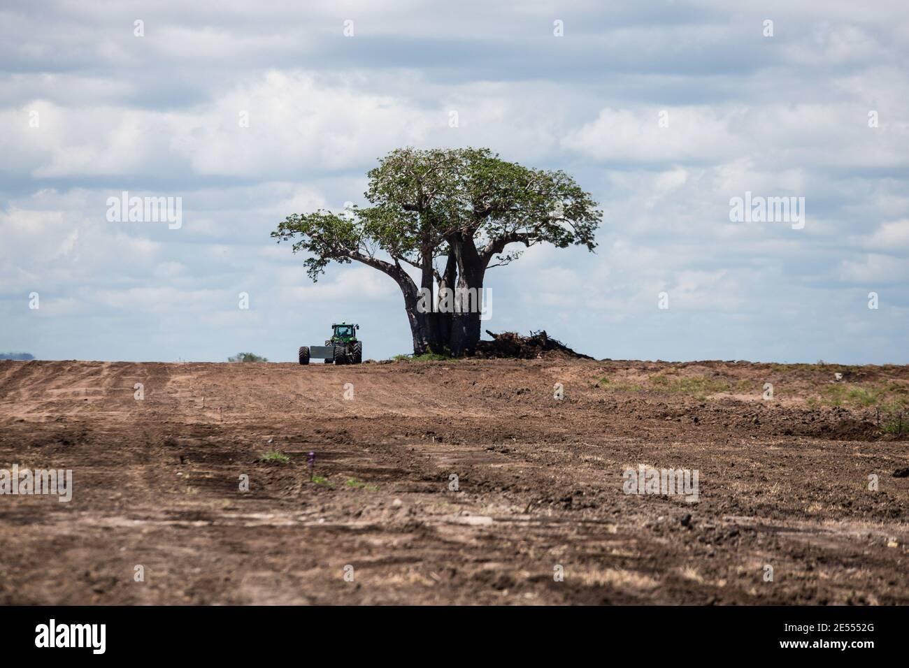 A Baobab Tree stands alone in an area cleared of forest and overgrowth with a tractor parked next to it showing the incredible magnitude of the indigenous tree at  Saadani National Park. Saadani National Park is Tanzania's 13th National Park. It has an area of 1062 km2 and was officially gazetted in 2005, from a game reserve which had existed from 1969. It is the only wildlife sanctuary in Tanzania bordering the sea. Stock Photo