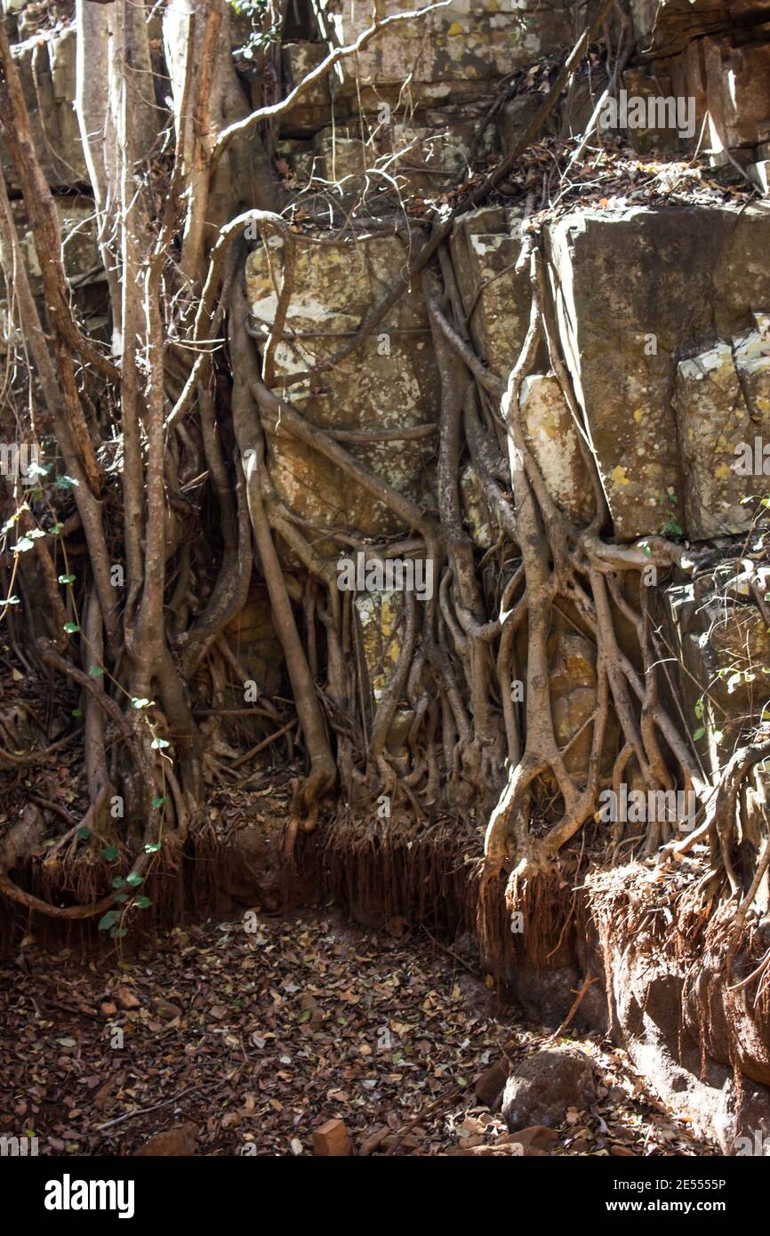 Roots covering the cliff face next to a dried up section of the Kadishi river in the Blyde River Canyon of South Africa Stock Photo