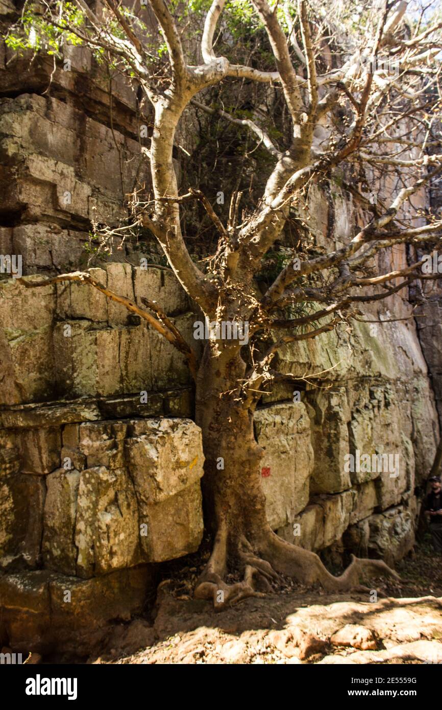 A Large-leaved rock fig, Ficus Abutilifolia, growing next to, almost into, a quartzite cliff on the edge of the Blyde River Canyon of south Africa Stock Photo