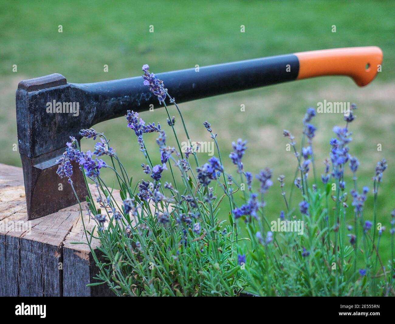 Ax with orange handle stuck in log of wood. Lavender and green grass on background. Stock Photo