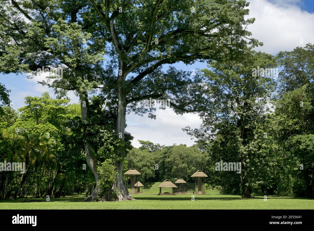 Quirigua, Guatemala, Central America: antique mayan stelas with huge tree. Quirigua is an ancient Maya archaeological site in the department of Izabal. Stock Photo