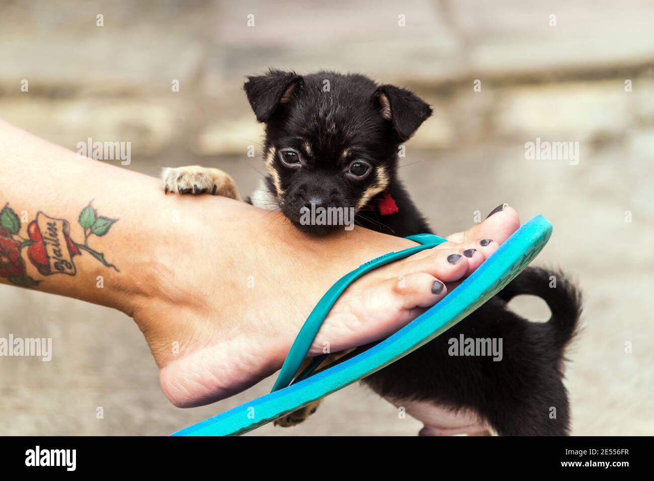 Paw tattoo hi-res stock photography and images - Alamy