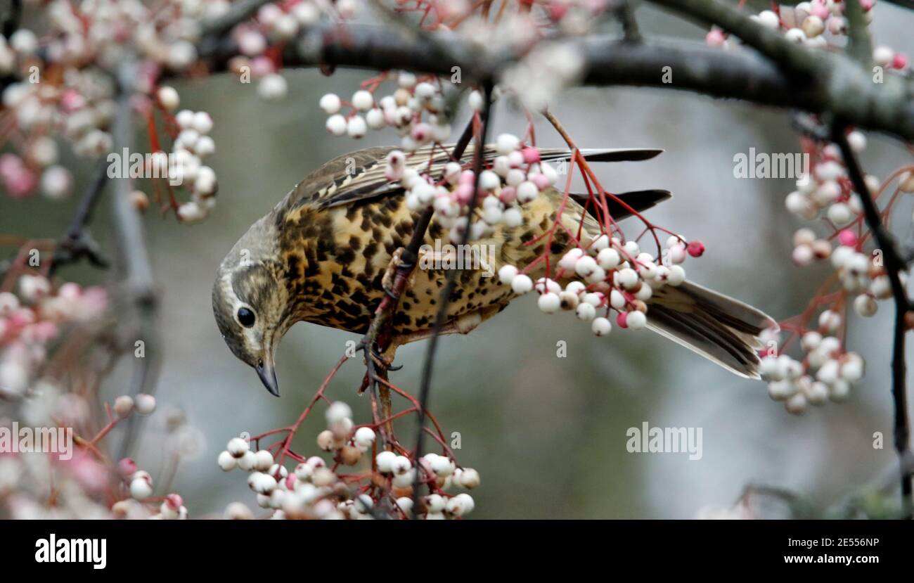 Mistle thrush feeding on winter berries Stock Photo
