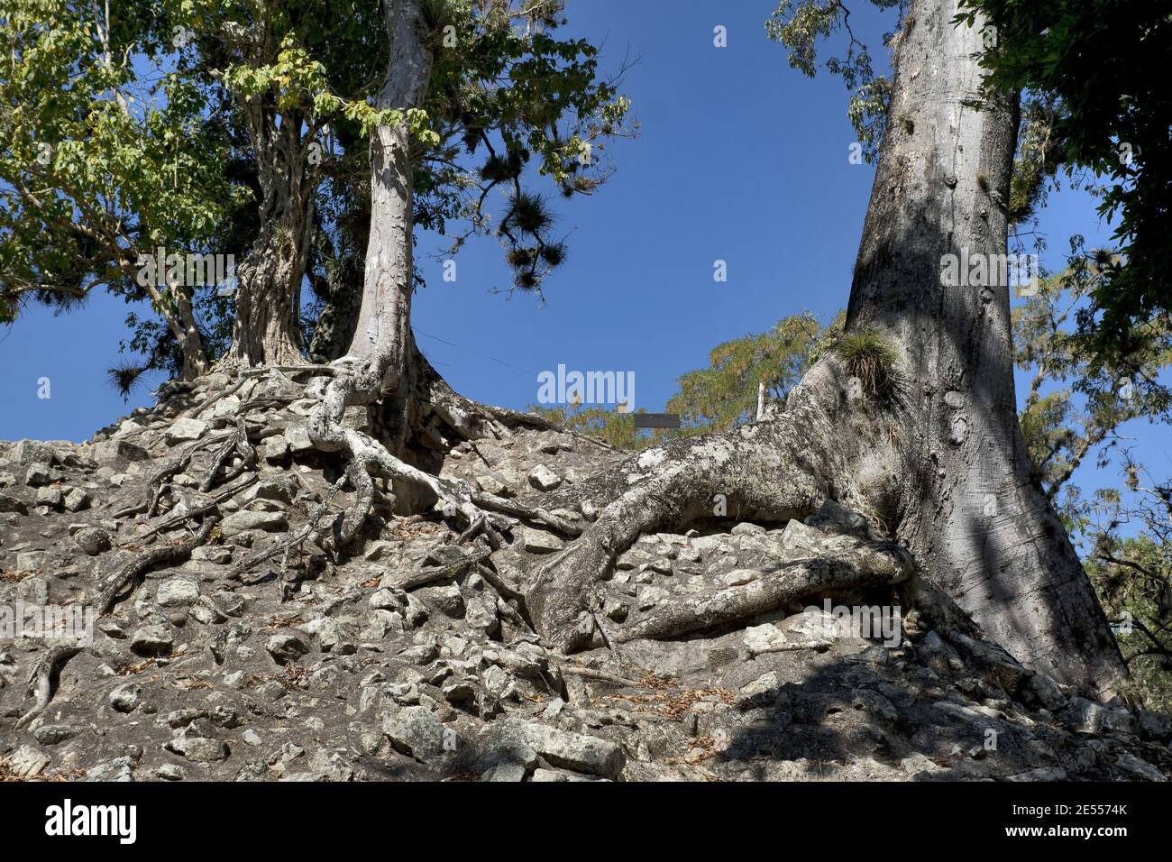 Copan, Honduras, Central America: spectacular trees at mayan site. Copan is an archaeological site of the Maya civilization near Guatemala Stock Photo