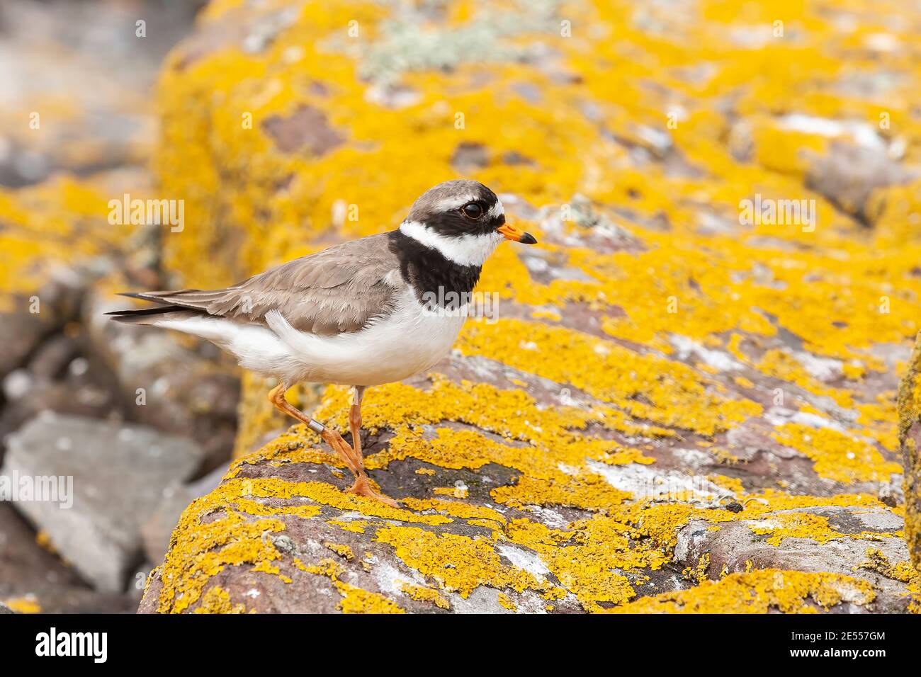 Common Ringed Plover, Charadrius hiaticula, single adult standing on ground among lichen-covered rocks, United Kingdom, 7 June 2008 Stock Photo