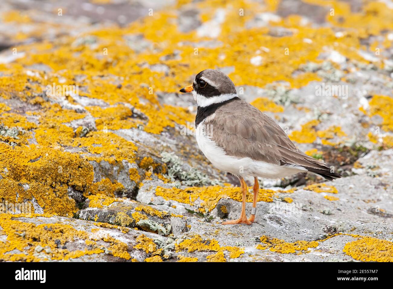 Common Ringed Plover, Charadrius hiaticula, single adult standing on ground among lichen-covered rocks, United Kingdom, 7 June 2008 Stock Photo