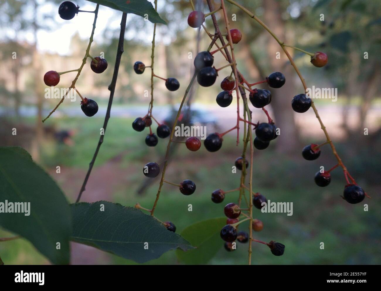 Black berries of the wild cherry with a nice blurred background.  Prunus avium, sweet cherry, gean or bird cherry Stock Photo