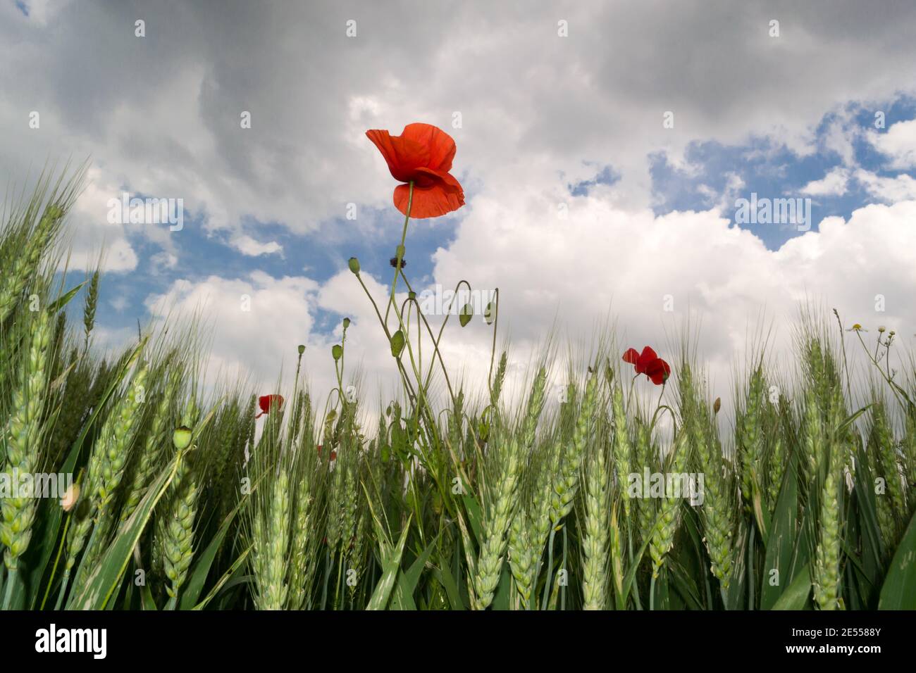 green ears of wheat with red poppy on blue sky with white clouds ...