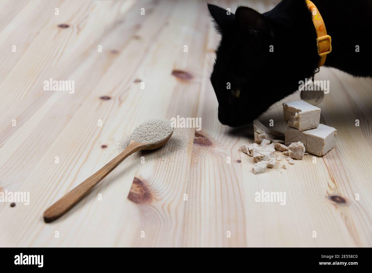 Black cat smelling different types of yeast. Dry yeast in a wooden spoon and fresh bakers yeast in cubes and broken pieces. Baking and making bread an Stock Photo