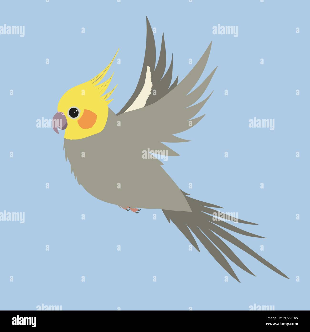 A vector illustration of a gray male cockatiel in flight Stock Vector