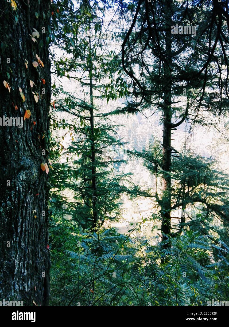Vertical trees in hills hi-res stock photography and images - Alamy
