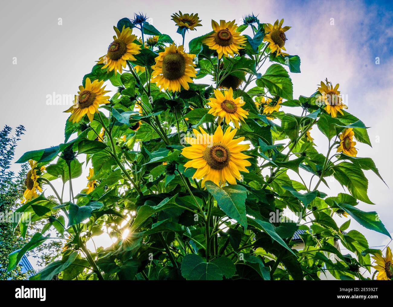 Field of beautiful sunflowers in the cloudy sky background Stock Photo ...