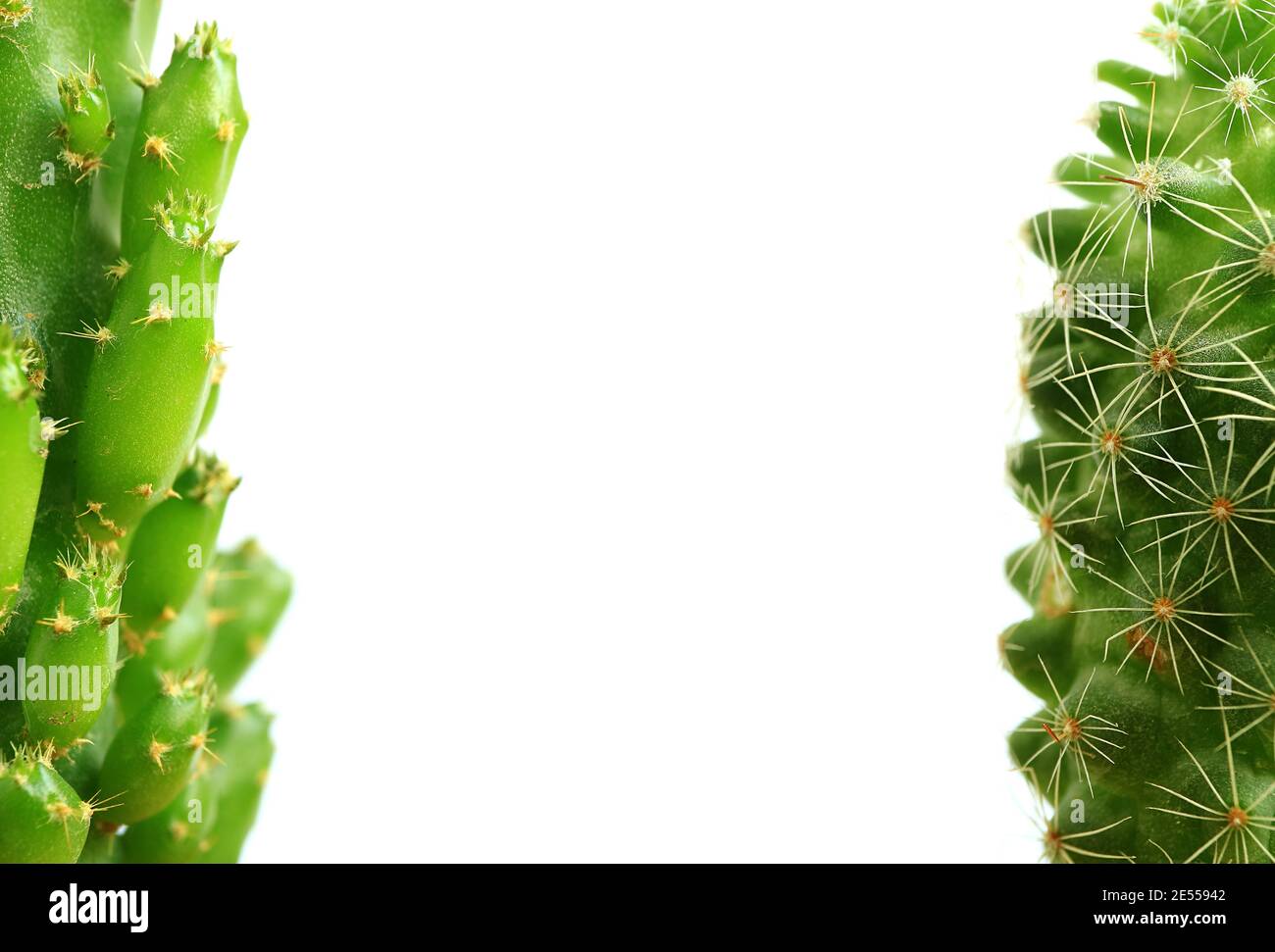 Closeup of Partially Mini Fairy Castle Cactus and Ladyfinger Cactus Isolated on White Background Stock Photo