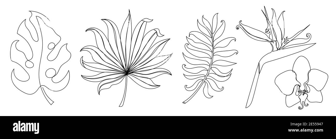 Tropical set isolated on white in a linear style Stock Vector Image ...