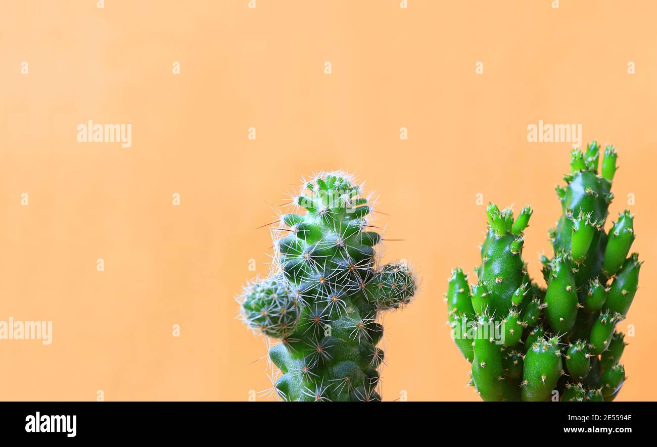 Vibrant Green Mini Ladyfinger Cactus and Fairy Castle Cactus against Orange Colored Wall Stock Photo