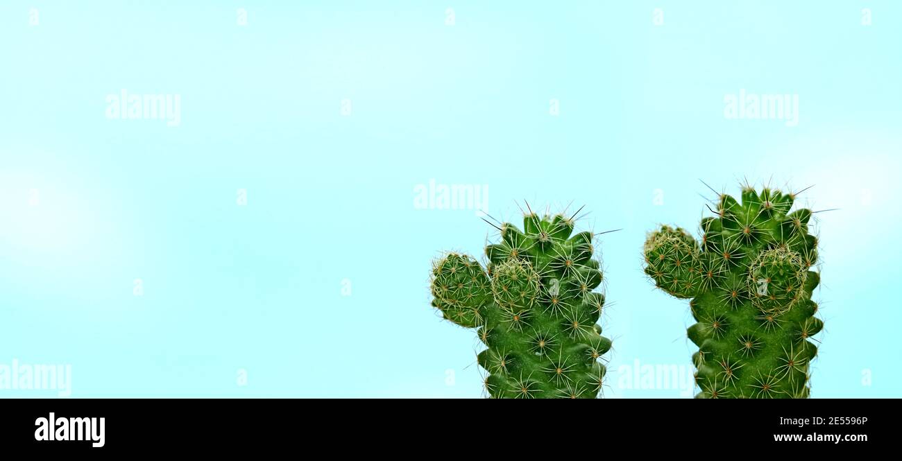 Pair of Mini Ladyfinger Cactus Plants against Bright Blue Sky Stock Photo