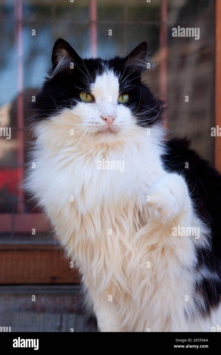 Black with white color cat with yellow eyes raises its paw and plays