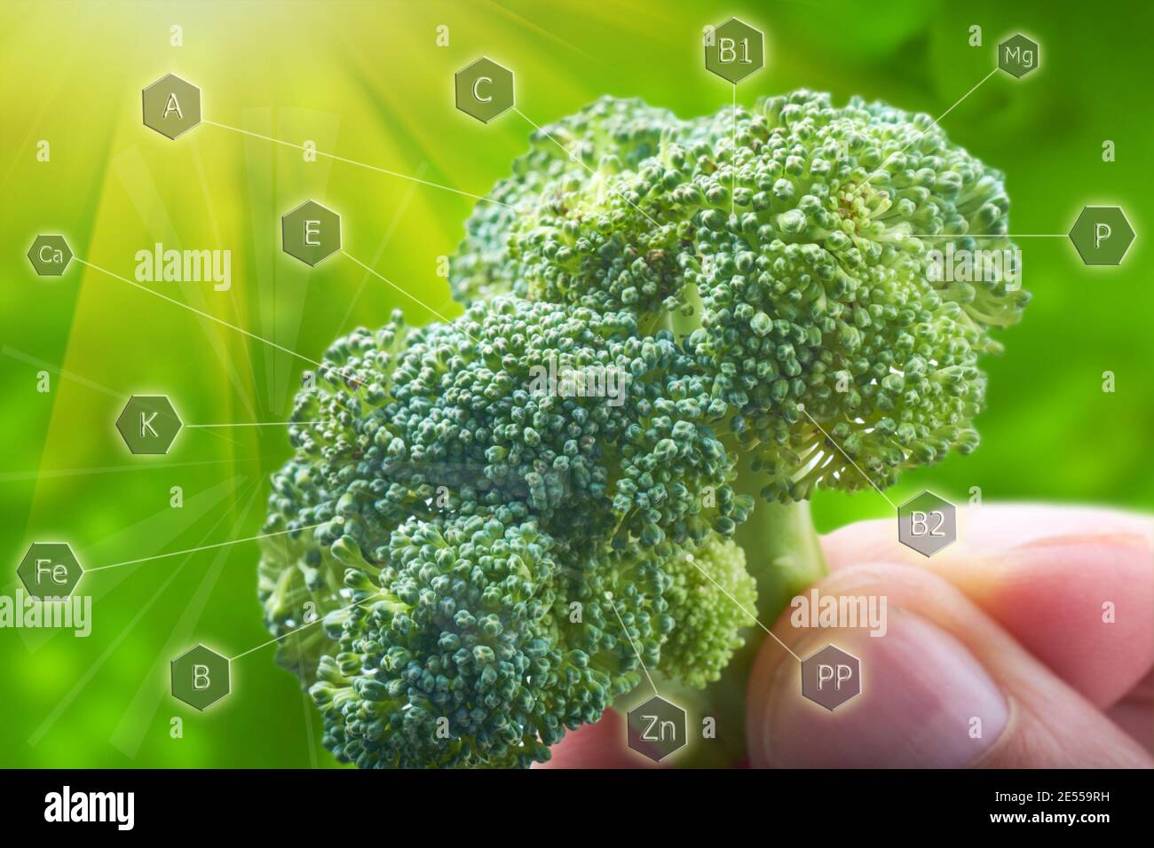 Hand holding green broccoli. Broccoli is valuable product, it contains