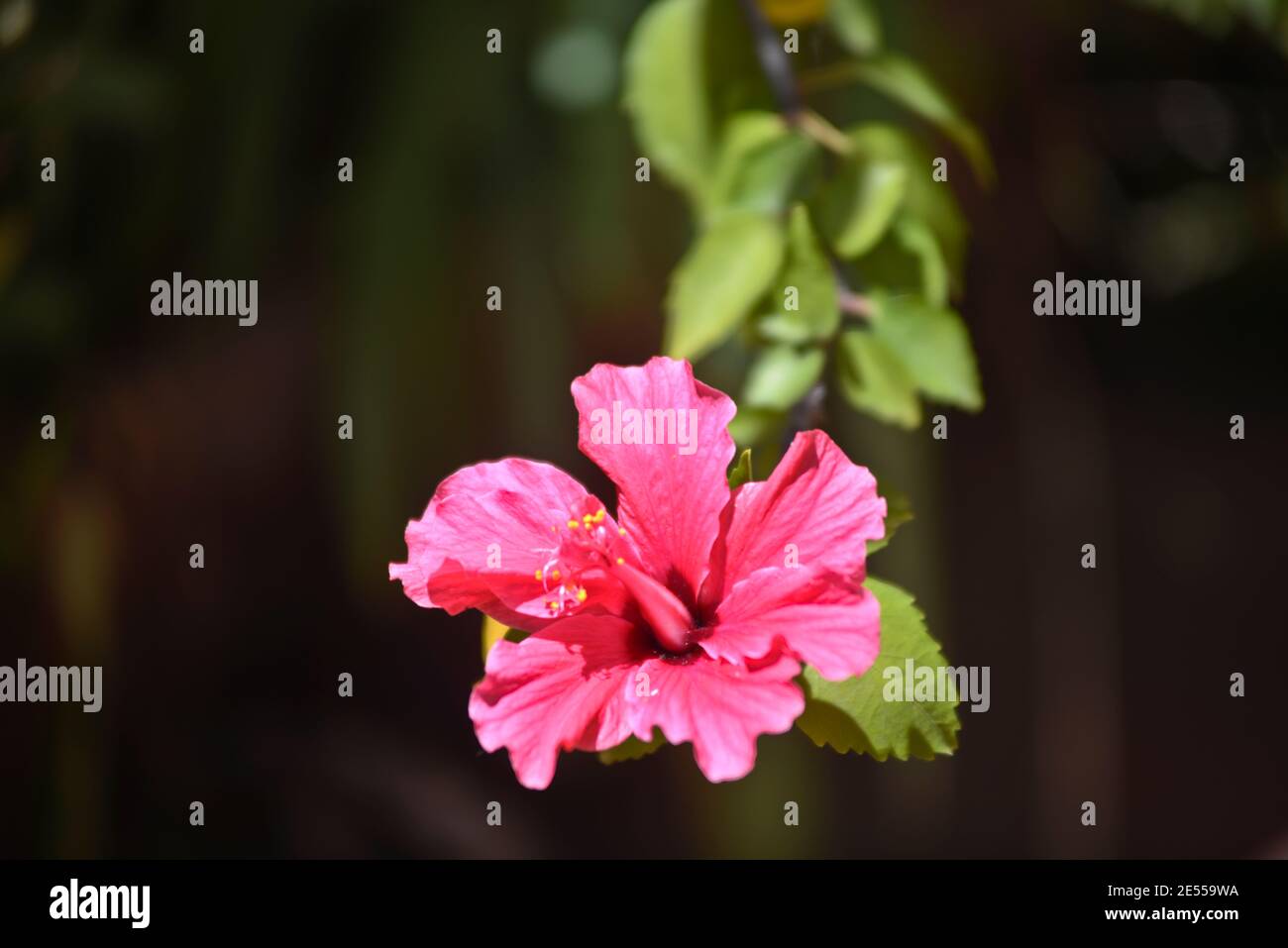 Hibiscus rosa-sinensis, also called Chinese hibiscus, China rose, Hawaiian hibiscus, rose mallow and shoeblackplant Stock Photo