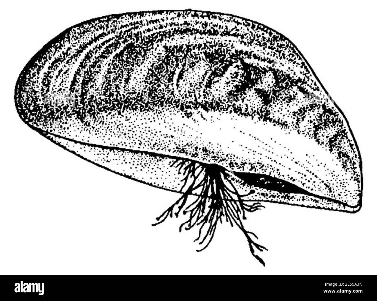 Mussel byssus Black and White Stock Photos & Images Alamy