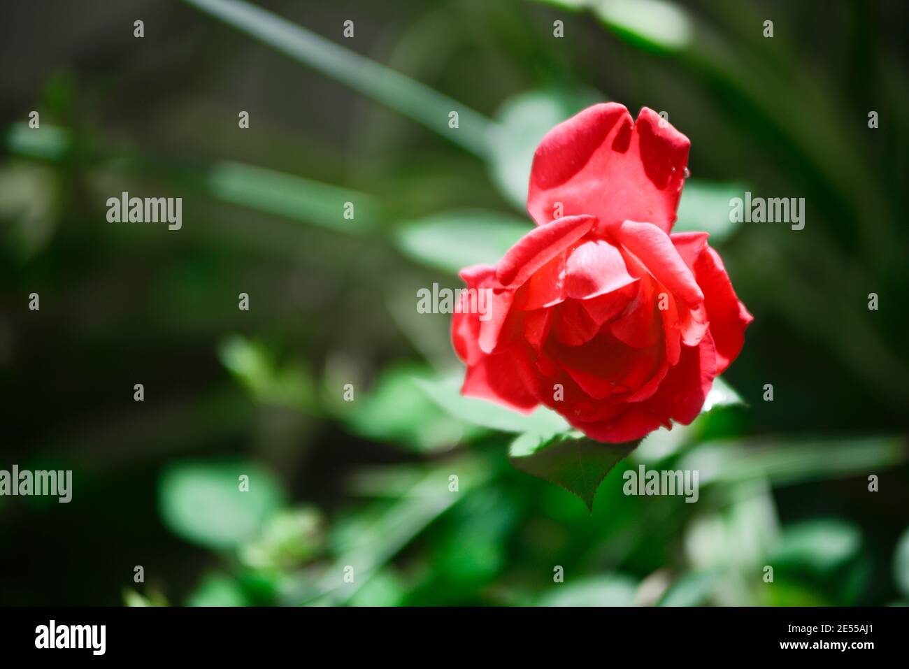 Red Rose in a house garden Stock Photo