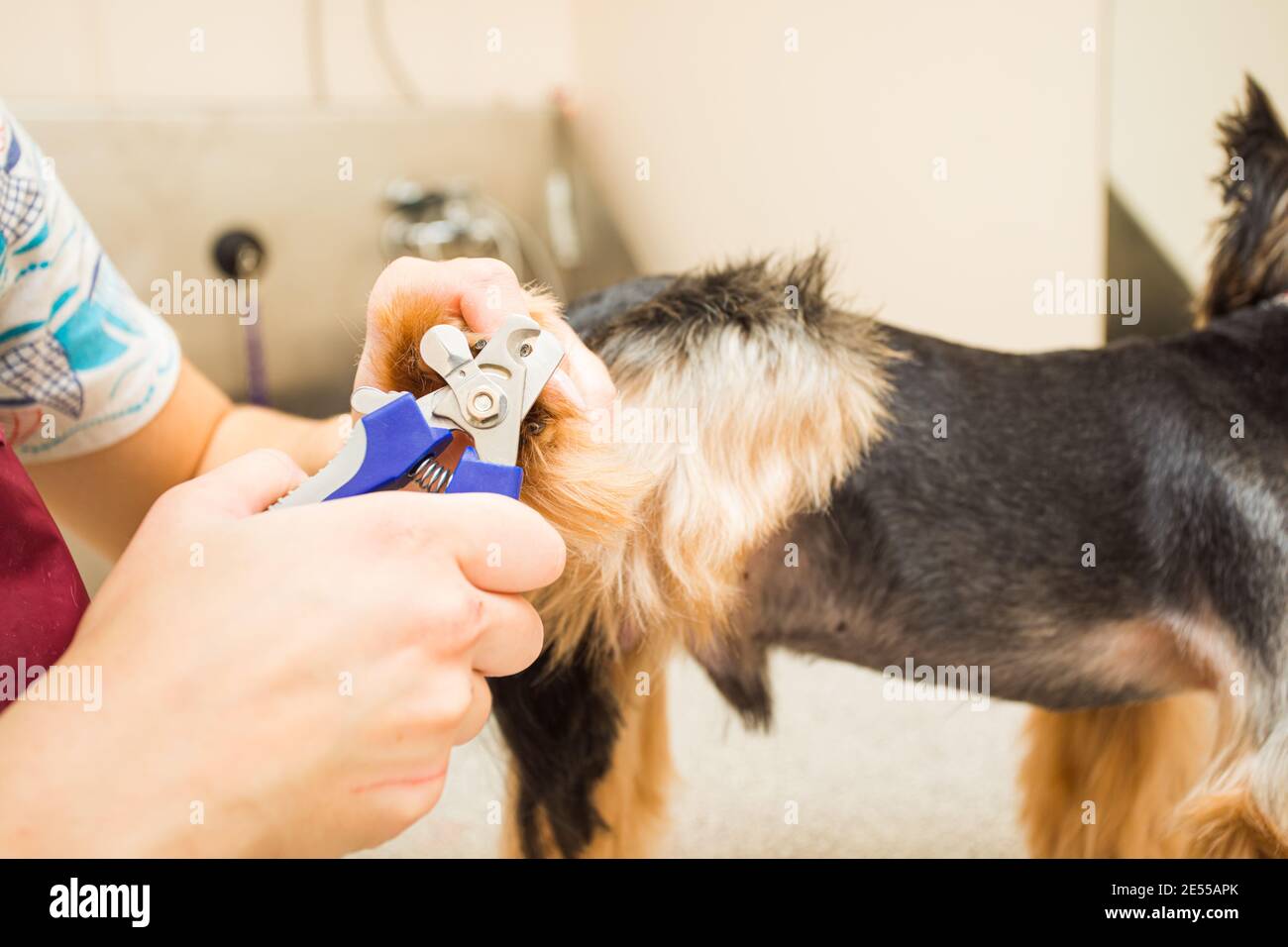 the groomer cuts claws of a Yorkshire Terrier Stock Photo