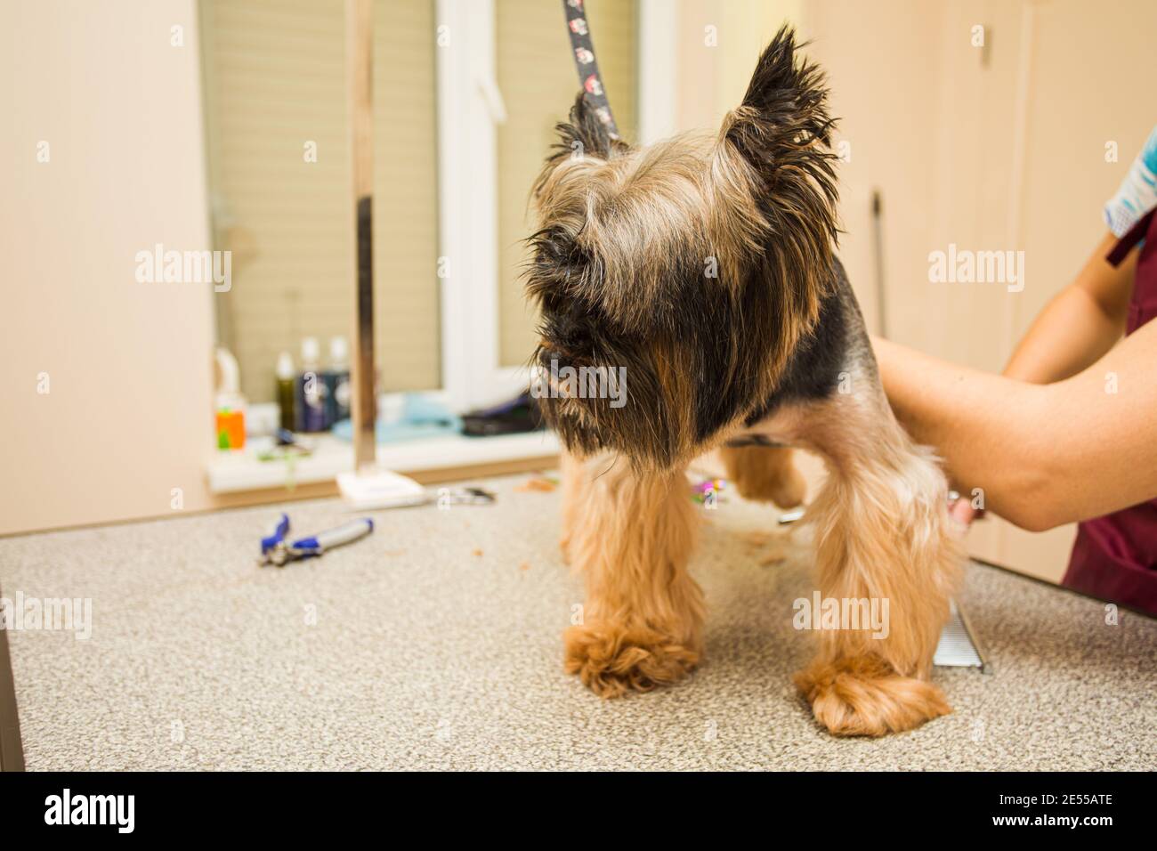the Yorkshire Terrier stands quietly during grooming Stock Photo