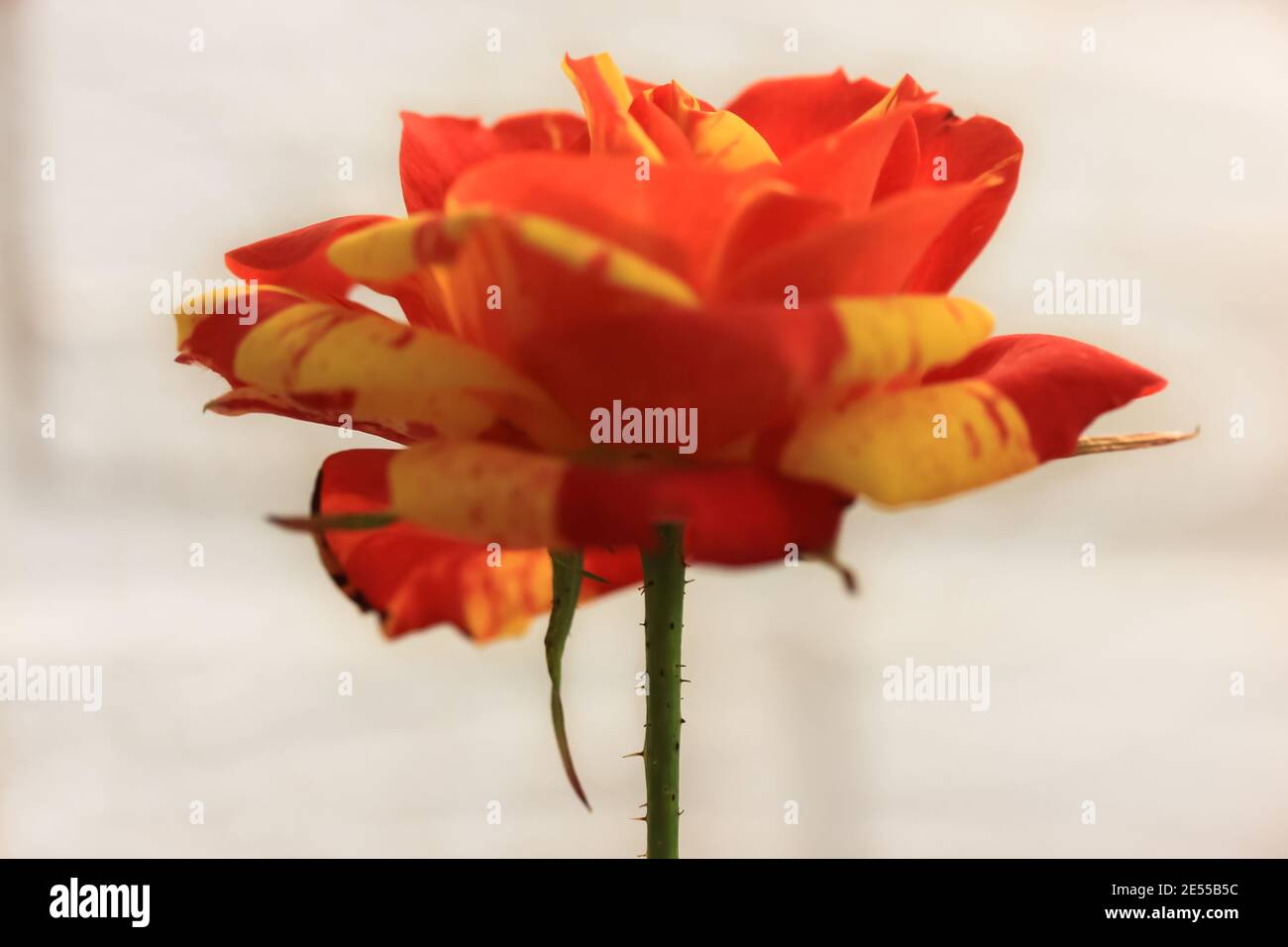 Rose bicolor yellow and red in a festive bouquet against a white brick wall. A gift for birthday, Valentine's Day, March 8, Mother's Day . High qualit Stock Photo