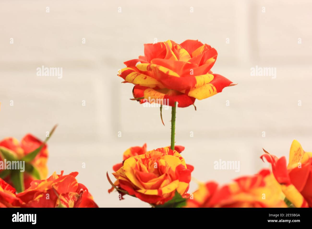 Rose bicolor yellow and red in a festive bouquet against a white brick wall. A gift for birthday, Valentine's Day, March 8, Mother's Day . High qualit Stock Photo