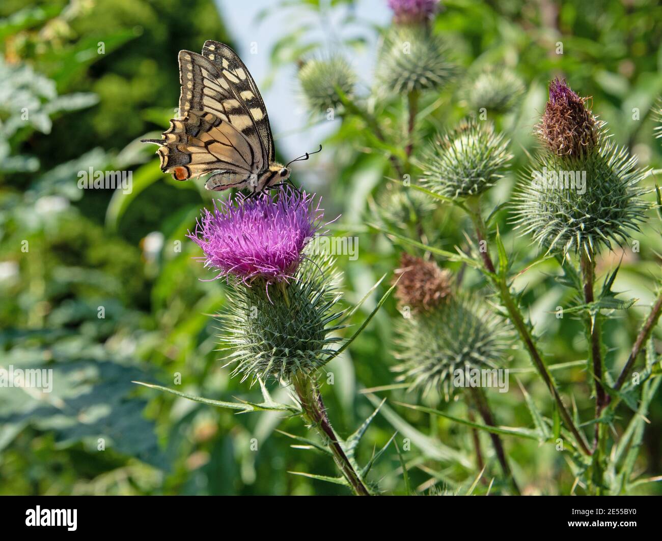 Butterfly, Papilio machaon, on a thistle bloosom Stock Photo
