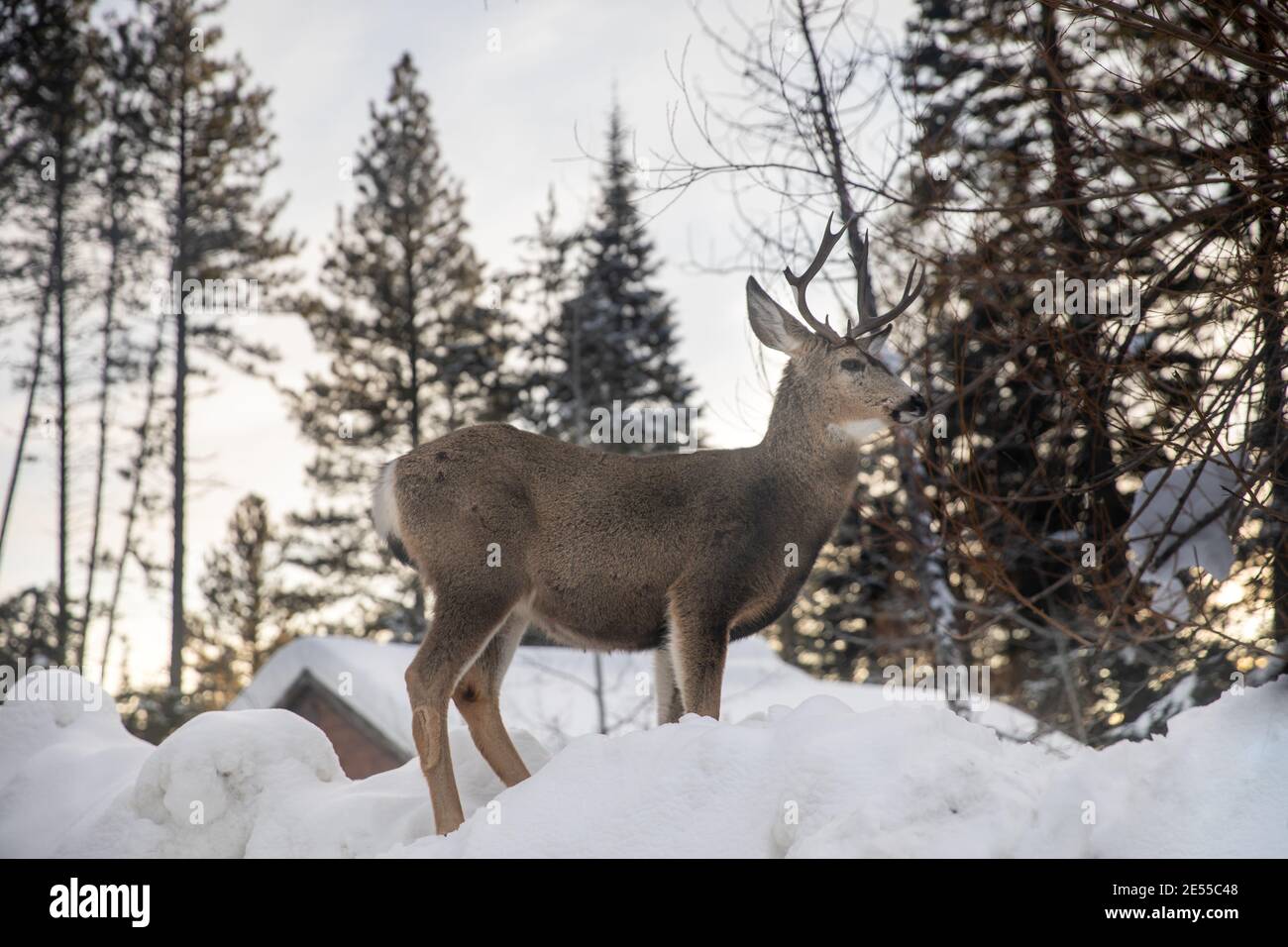 deer in a snowing forest looking around Stock Photo Alamy