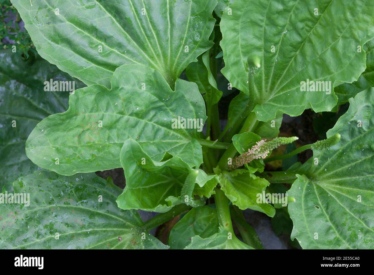 Breitwegerich, Breit-Wegerich, Großer Wegerich, Wegerich, Plantago major, Common Plantain, Plantain, broadleaf plantain, white man's foot, greater pla Stock Photo