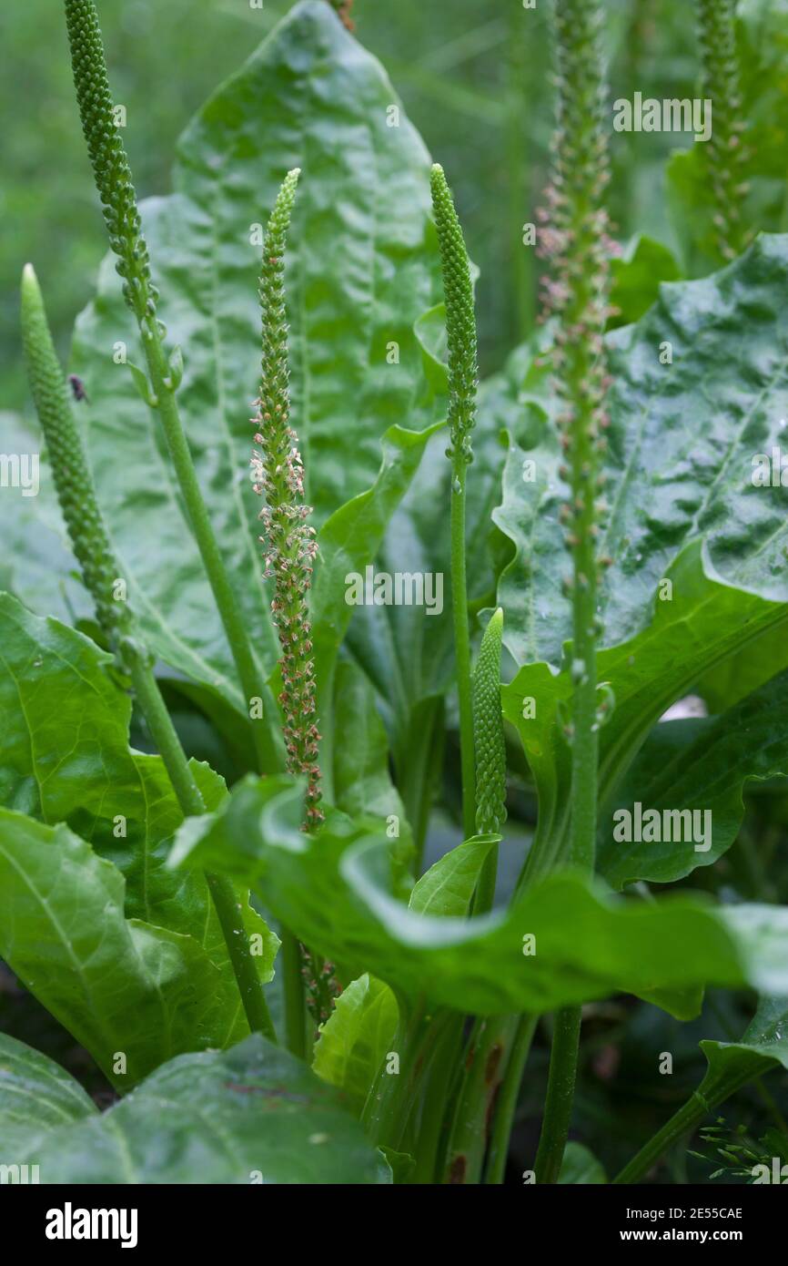 Breitwegerich, Breit-Wegerich, Großer Wegerich, Wegerich, Plantago major, Common Plantain, Plantain, broadleaf plantain, white man's foot, greater pla Stock Photo